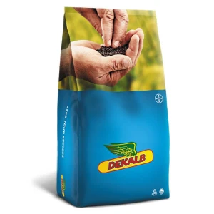 Rzepak ozimy DK Excited F1 C1 1,5mln Scenic Gold Buteo Start Zinc Acceleron Precision