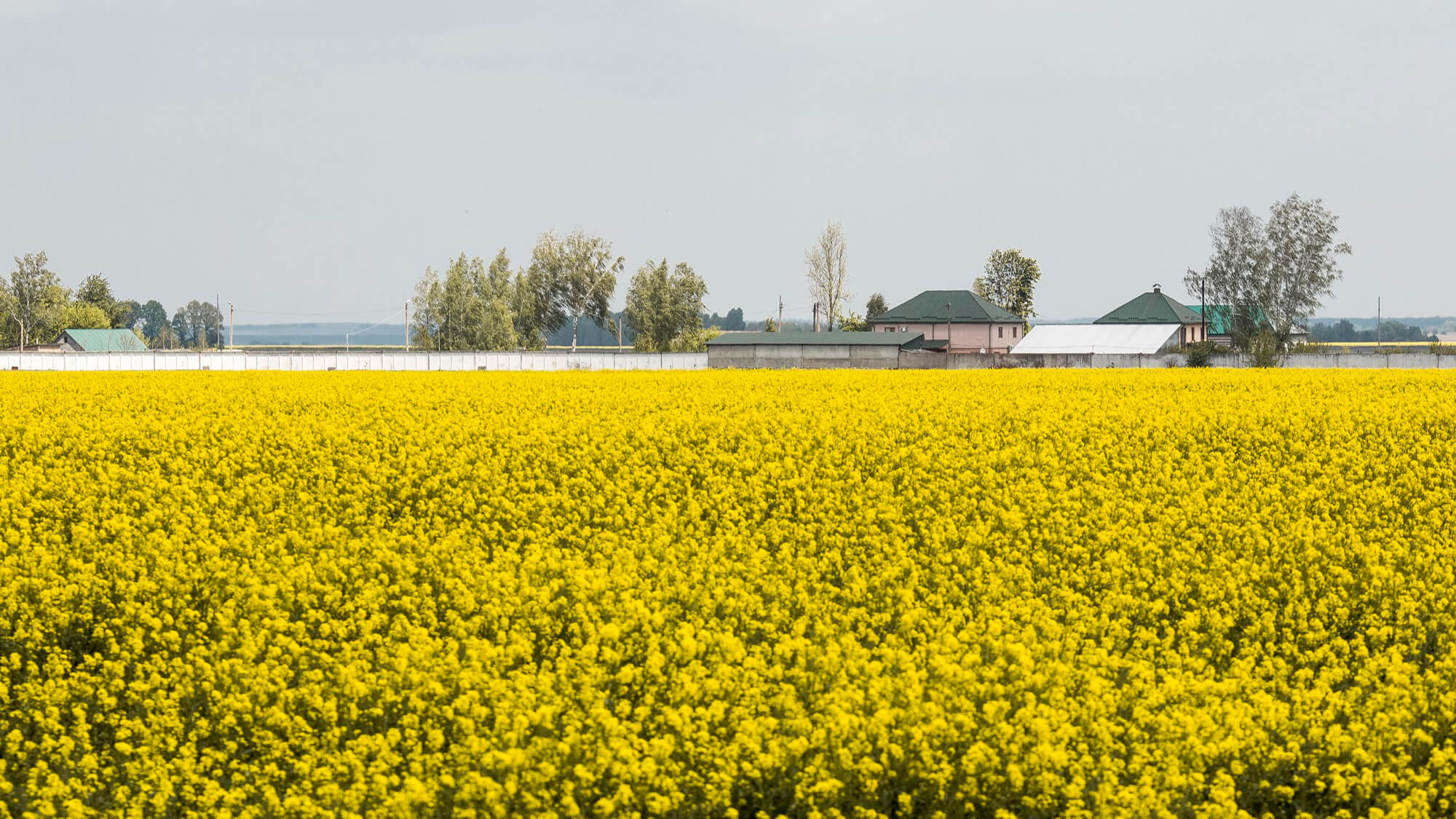 Najczęstsze choroby rzepaku ozimego - jesień i wiosna